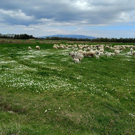 Agriturismo Bachile Bertula Villa Riola Sardo Esterno foto