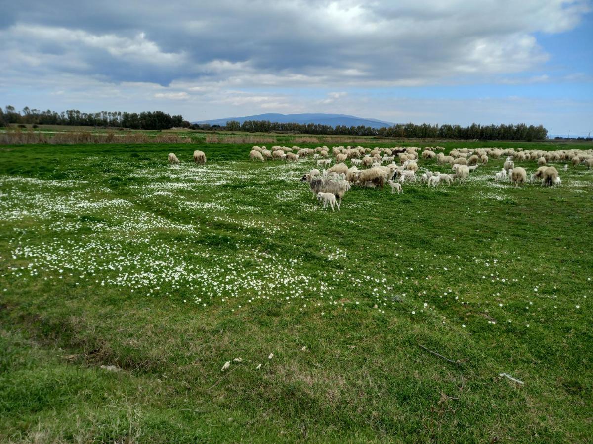 Agriturismo Bachile Bertula Villa Riola Sardo Esterno foto