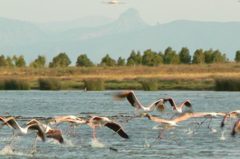 Agriturismo Bachile Bertula Villa Riola Sardo Esterno foto